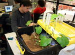 Urban Farming